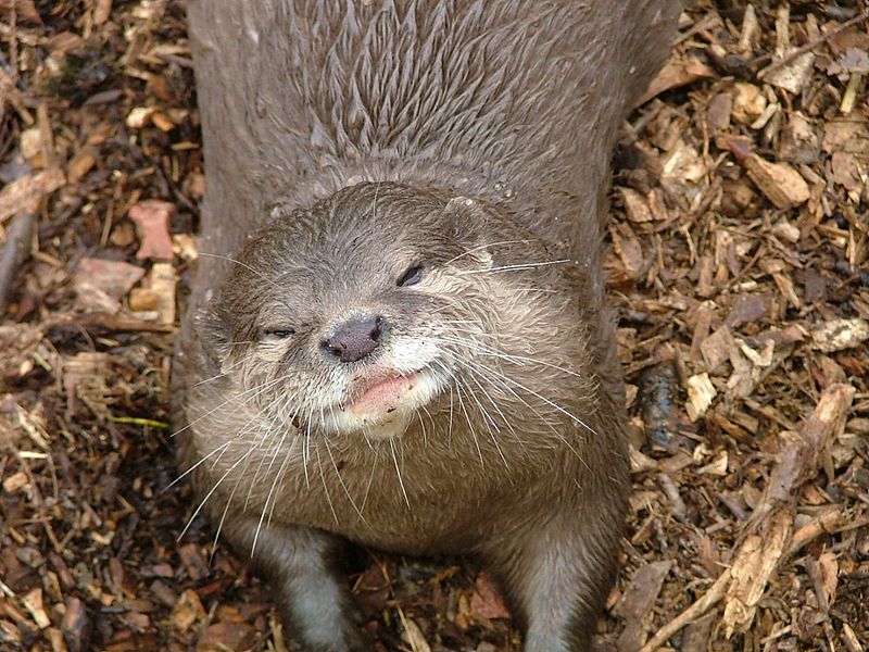 River Otter Life Cycle Chart