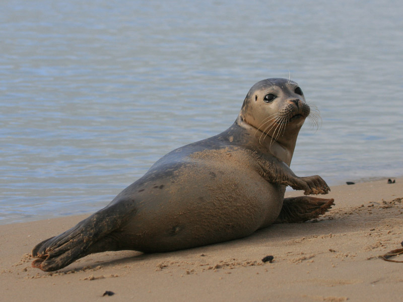Common seal – A guide to Irelands protected habitats & species