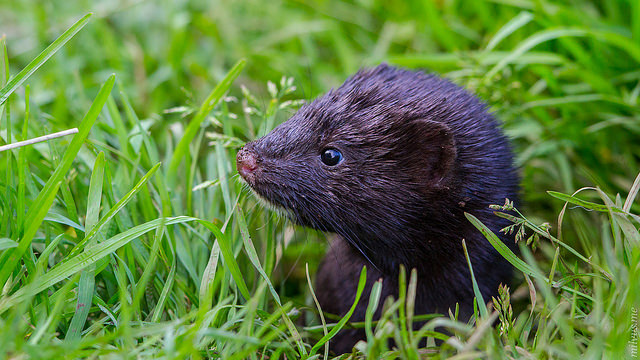 American mink – A guide to Irelands protected habitats & species