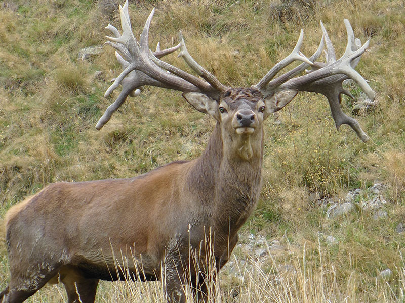 Red Deer A guide to Irelands protected habitats species