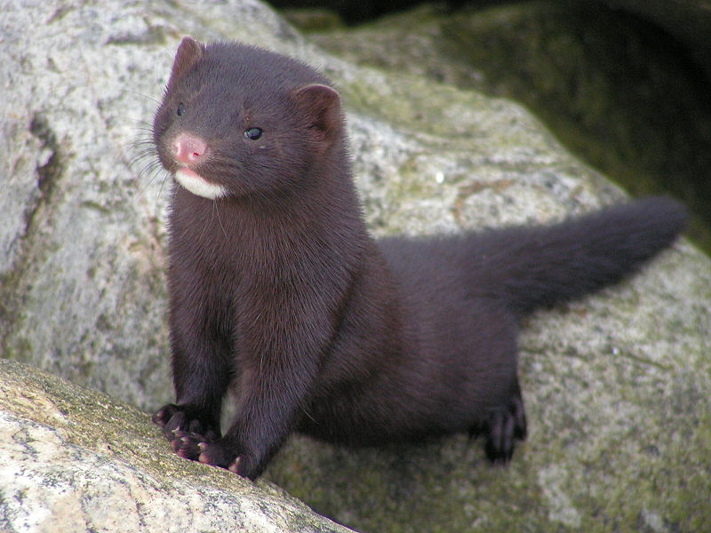 American mink – A guide to Irelands protected habitats & species