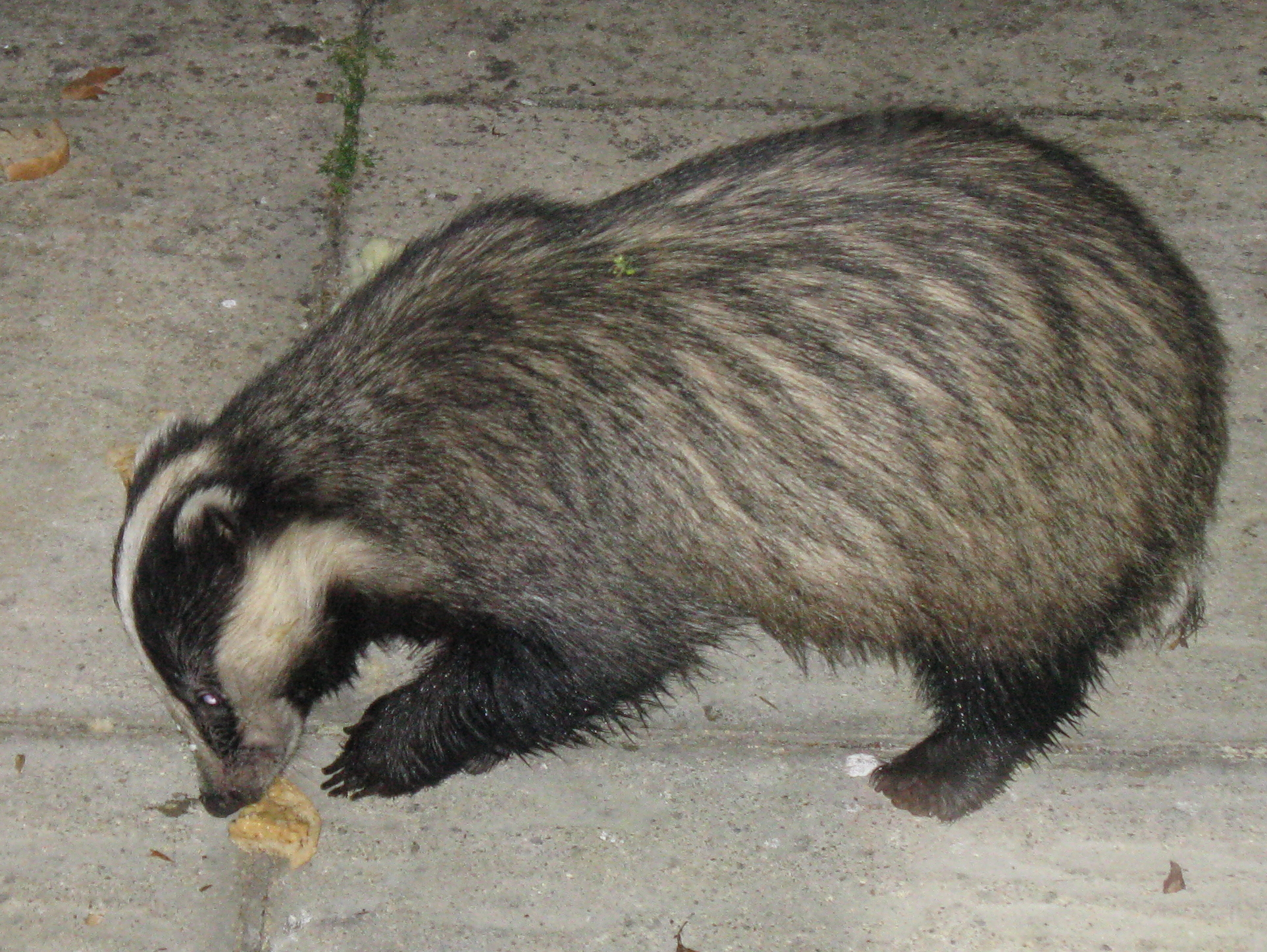 badger a witness synonym badger a witness synonym