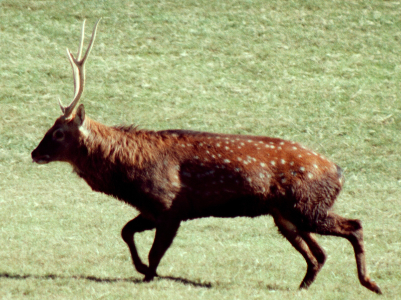 Sika dear discount