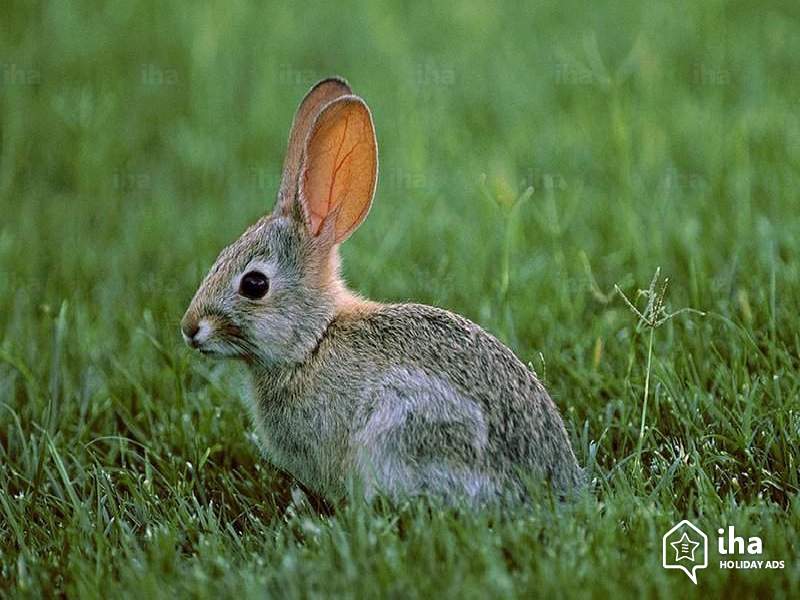 Rabbit – A guide to Irelands protected habitats & species