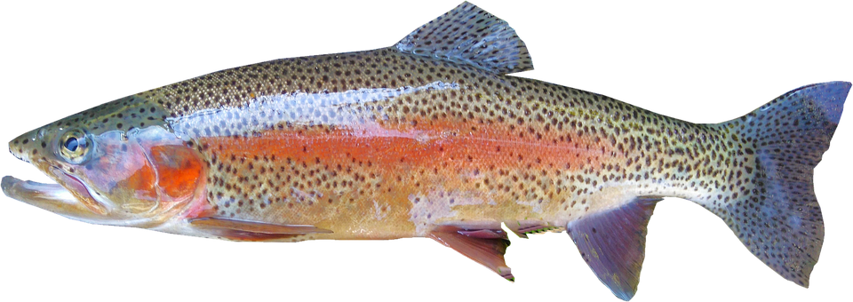 Rainbow trout – A guide to Irelands protected habitats & species