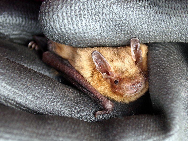 Soprano Pipistrelle – A guide to Irelands protected habitats & species